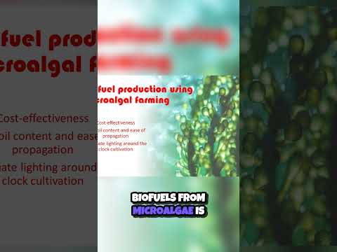 Microalgae The Future of Eco Friendly Biofuels 🌿