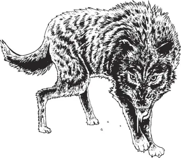 Tatuagens do corpo de lobos grandes em posição de ataque 
